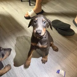 Doberman Puppies Looking for Forever Homes 🐾