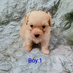 Toy Poodle Puppies
