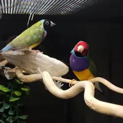 Finches