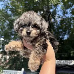 Merle toy poodle
