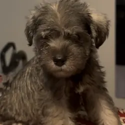 Miniature Schnauzer Puppies