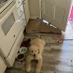 puppy