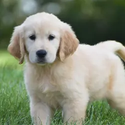 Golden Retriever Puppy
