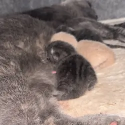 Scottish fold kitten