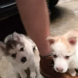 Husky puppies