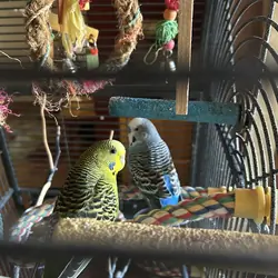 2 male parakeets