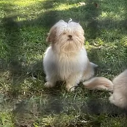 Shih Apso