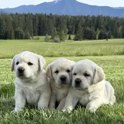 AKC English Lab Puppies