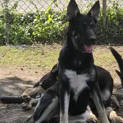 german sherpherd husky mix puppies