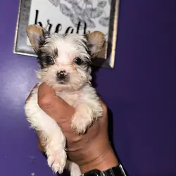 AKC Yorkies