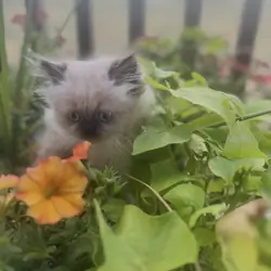 Persian Kittens