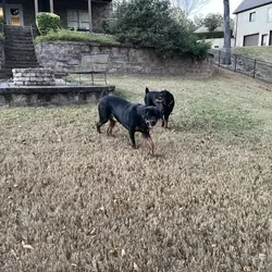 3yr Rottweiler Brothers