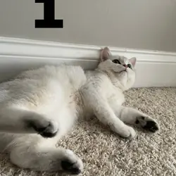 British shorthair kittens
