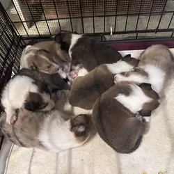 Shetland Sheepdog Puppies