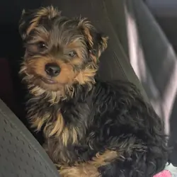 2 Male Yorkshire Terrier