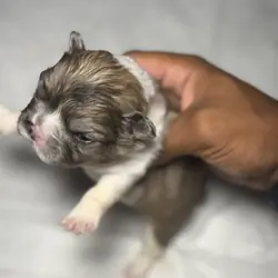 french bulldogs litter for sell