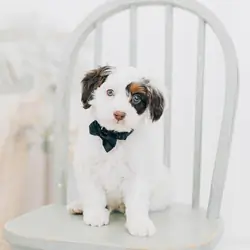 Maltipoo puppy for sale