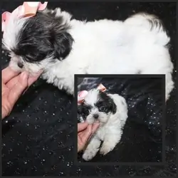 Binki  purebred Shih tzu