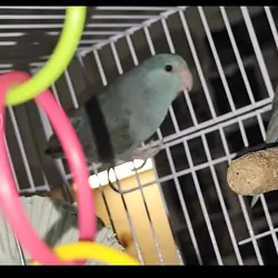 Pacific Parrotlet