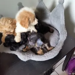 Shih Poo Puppies