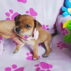 penny