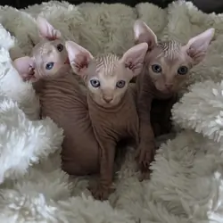 Sphynx Kittens