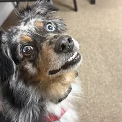 Meet Cooper — Looking for His Forever Home