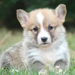 Corgi