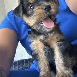 Yorkie terrier