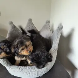Shorkie Puppies