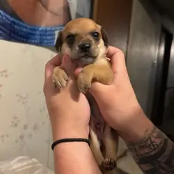 Chiweenies