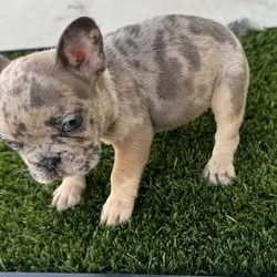 French bulldog puppies