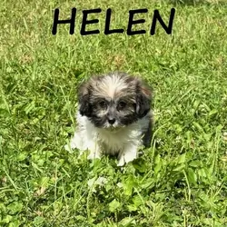 Helen Female Teddy Bear Puppy