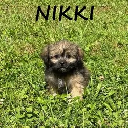 Nikki Female Teddy Bear Puppy