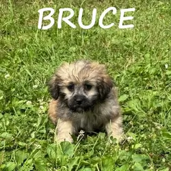 Bruce Male Teddy Bear Puppy