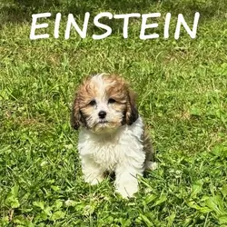 Einstein Male Teddy Bear Puppy