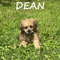 Dean Male Teddy Bear Puppy