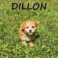 Dillon Male Yorkie Poo Puppy
