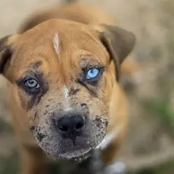 pitbull