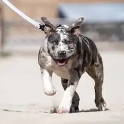 Healthy pitbull puppies