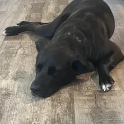 Lab mix