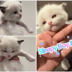 Ragdoll boy kittens