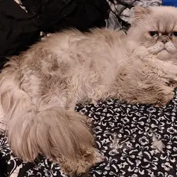 Princely, male Persian