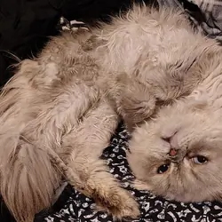 Princely, male Persian