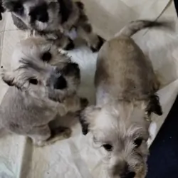 Mini Schnauzer puppies