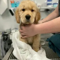 10-Week-Old Golden Retriever Puppy for Adoption