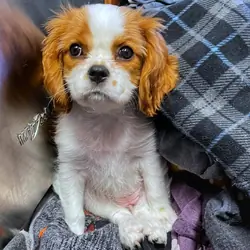Cavalier King Charles Spanielpuppy