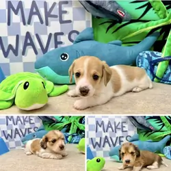 Shaded cream piebald dachshund male