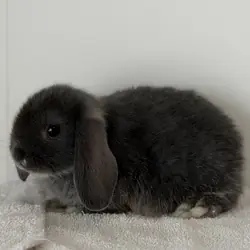 Rare Marble- Eyed, Blue Otter, Holland Lop