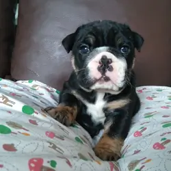 Meet Edna, an adorable female English Bulldog